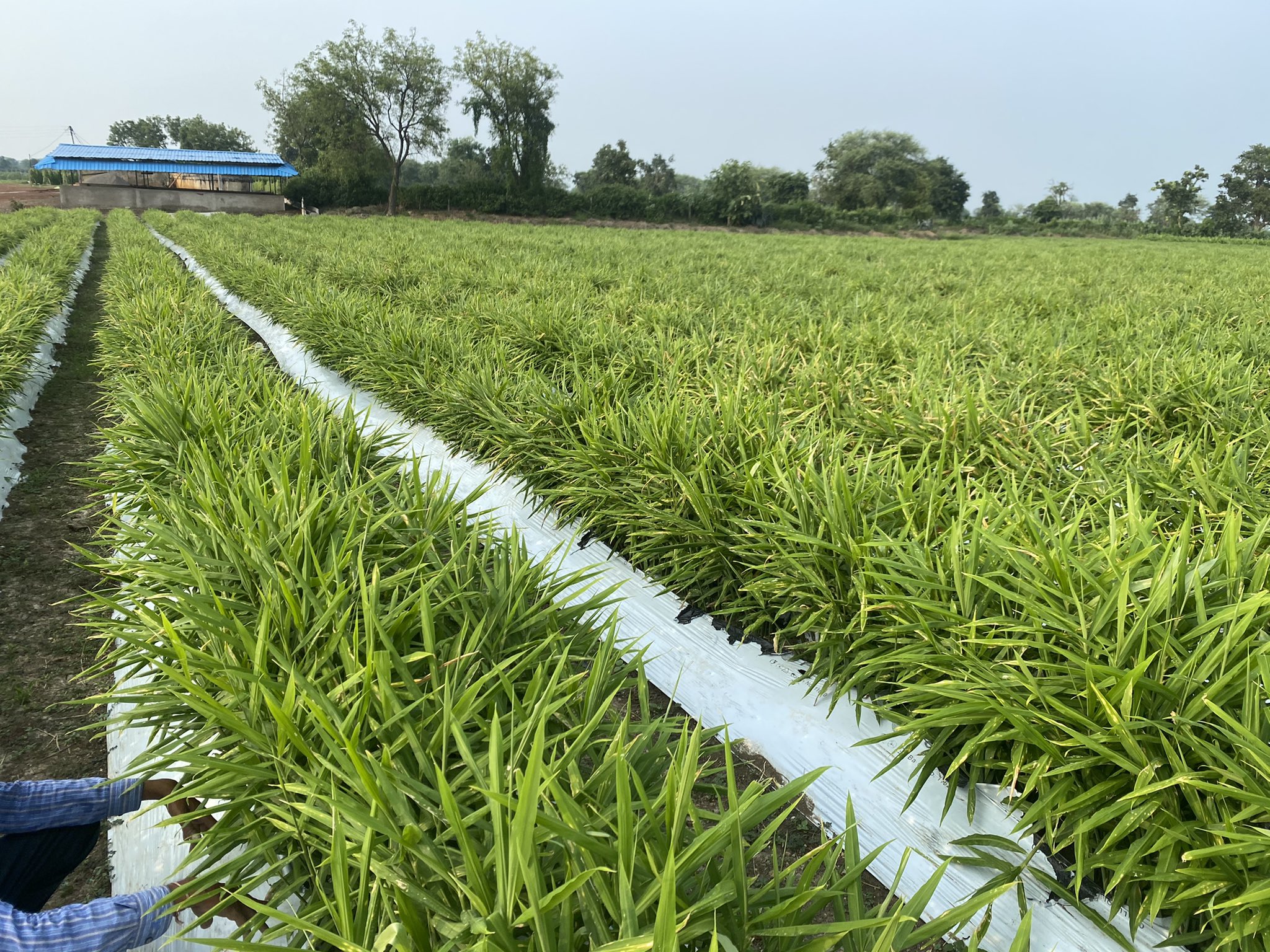 Farmers Success Story: अदरक की खेती Farmers Success Story: अदरक की खेती