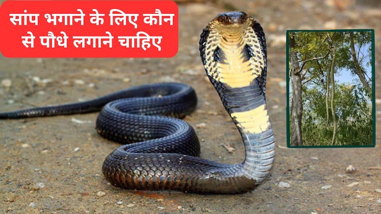 सांप किस गंध से सबसे ज्यादा नफरत करते हैं? सांप भगाने के लिए कौन से पौधे लगाने चाहिए, जा&zwj;न&zwj;िए यहां