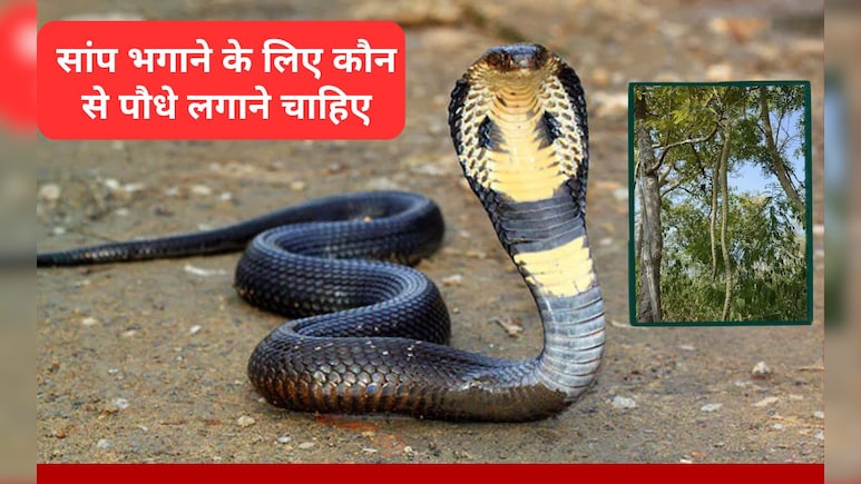 सांप किस गंध से सबसे ज्यादा नफरत करते हैं? सांप भगाने के लिए कौन से पौधे लगाने चाहिए, जा&zwj;न&zwj;िए यहां