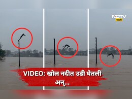 Bhiwandi News: अरे, हा कसला स्टंट! वीजेच्या खांबावर चढला, उधाणलेल्या नदीत झेपावला, पुढे जे घडलं त्याने...
