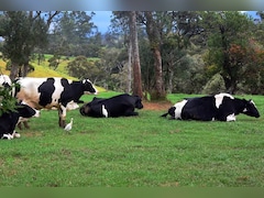70% Emission Cut? Inside New Zealand's Push For 'Climate-Friendly' Cows
