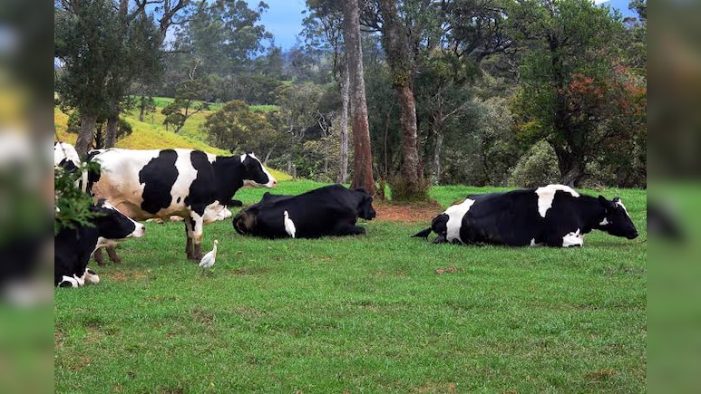 70% Emission Cut? Inside New Zealand's Push For 'Climate-Friendly' Cows