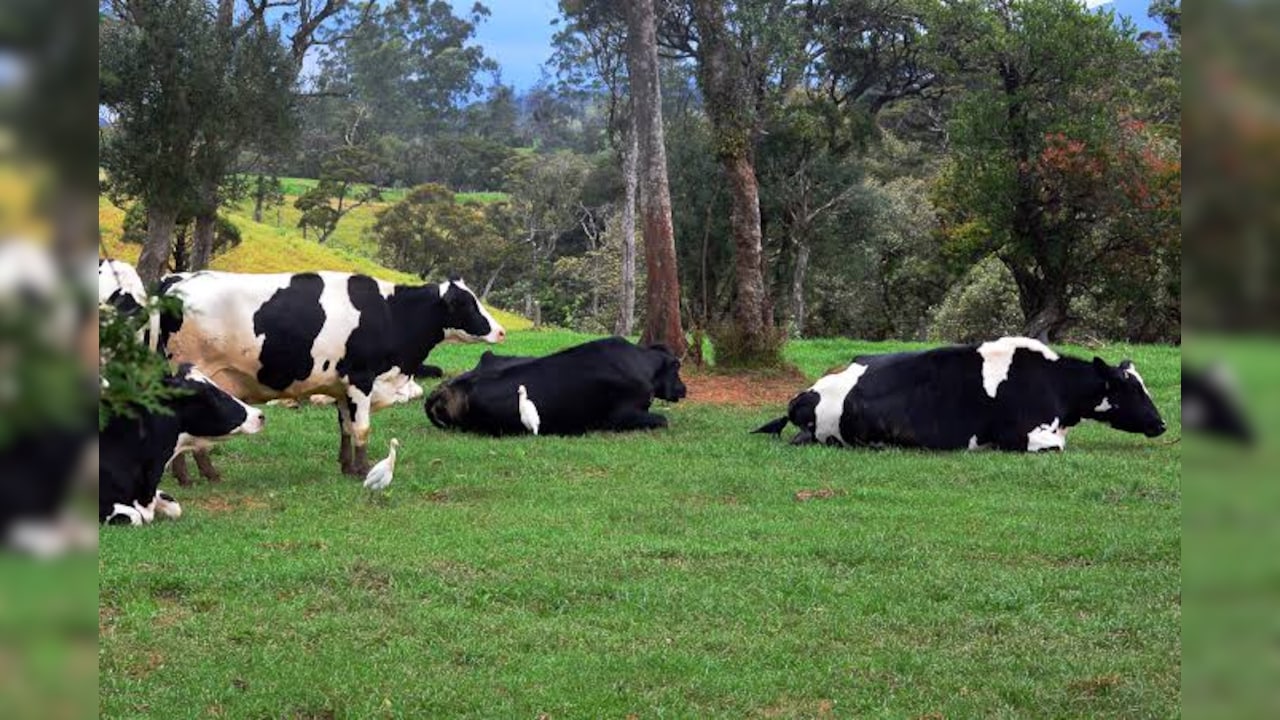 70% Emission Cut? Inside New Zealand's Push For 'Climate-Friendly' Cows