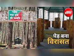 महापुरुष नहीं, यहां एक पेड़ की बनी है समाधि... उत्तराखंड की इस अनोखी जगह को देखने उमड़ते हैं पर्यटक, जानें खासियत