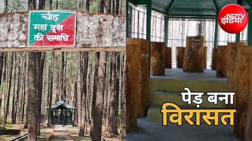 महापुरुष नहीं, यहां एक पेड़ की बनी है समाधि... उत्तराखंड की इस अनोखी जगह को देखने उमड़ते हैं पर्यटक, जानें खासियत