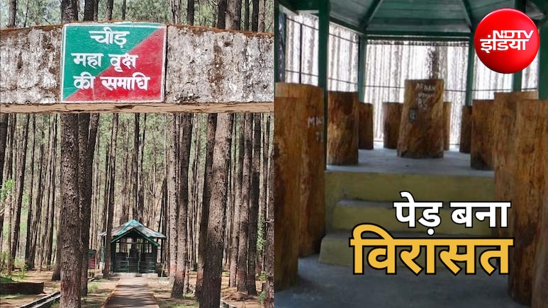 महापुरुष नहीं, यहां एक पेड़ की बनी है समाधि... उत्तराखंड की इस अनोखी जगह को देखने उमड़ते हैं पर्यटक, जानें खासियत
