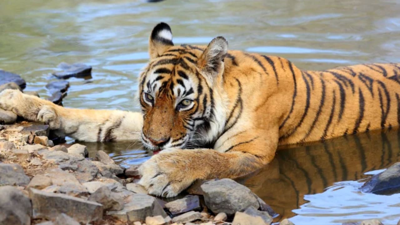 चंगेज की बेटी मछली की कहानी, जिसने रणथंभौर को विश्व में दिलाई पहचान; करोड़ों की कमाई भी कराई