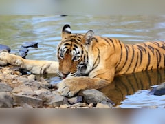 चंगेज की बेटी मछली, जिसने रणथंभौर को कराई करोड़ों की कमाई