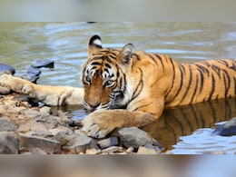 चंगेज की बेटी मछली की कहानी, जिसने रणथंभौर को विश्व में दिलाई पहचान; करोड़ों की कमाई भी कराई