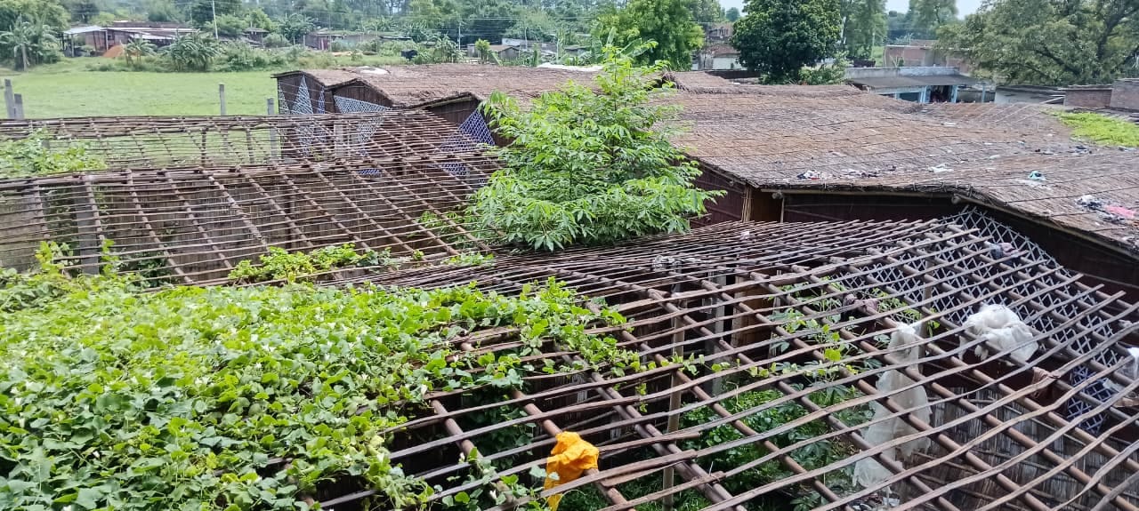 Bihar mushroom cluster scheme: शेड नहीं बना, उत्पादन भी शुरू नहीं