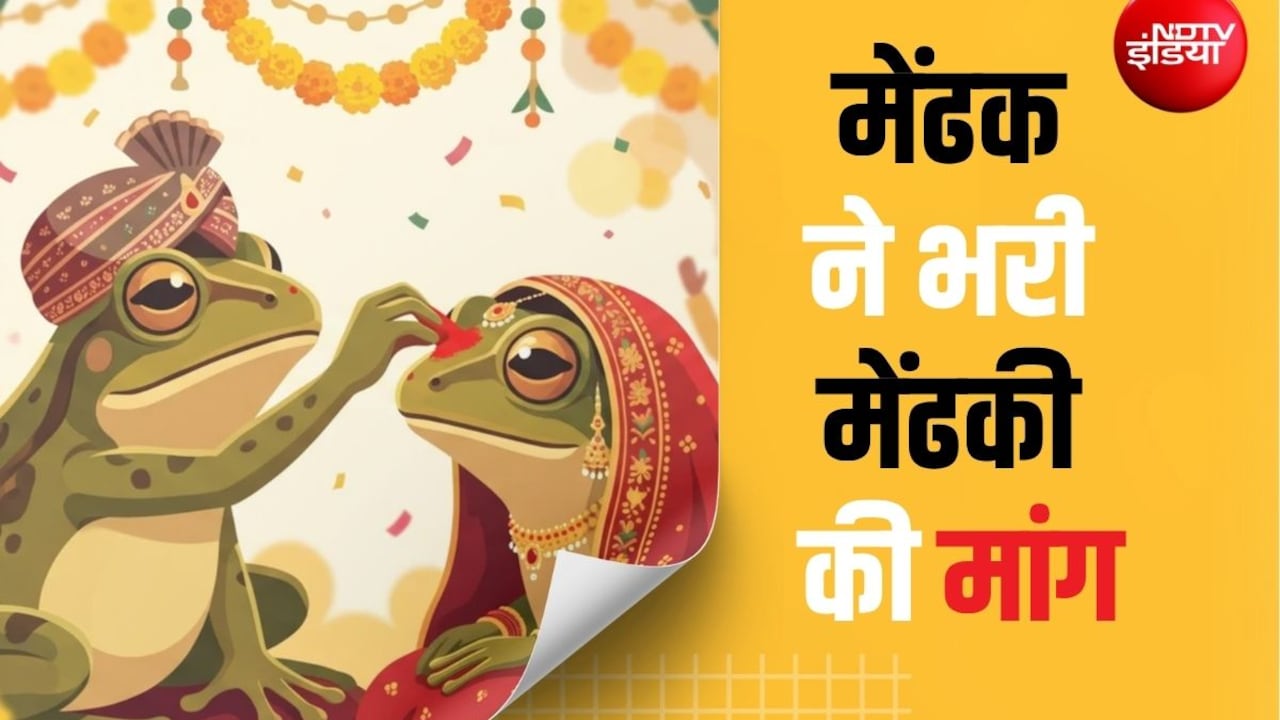 हल्दी लगी, सात फेरे लिए, मांग में सिंदूर भरा... सैकड़ों ग्रामीणों ने नाचते-गाते कराई मेंढक-मेंढकी की शादी