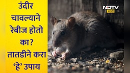 Rat Bite Treatment: उंदीर चावल्यावर रेबीज होतो का? कोणते इंजेक्शन घ्यावे? त्वरित करा हे उपाय, अन्यथा होईल मृत्यू