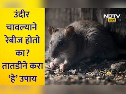 Rat Bite Treatment: उंदीर चावल्यावर रेबीज होतो का? कोणते इंजेक्शन घ्यावे? त्वरित करा हे उपाय, अन्यथा होईल मृत्यू