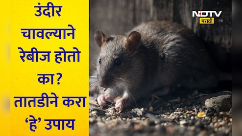 Rat Bite Treatment: उंदीर चावल्यावर रेबीज होतो का? कोणते इंजेक्शन घ्यावे? त्वरित करा हे उपाय, अन्यथा होईल मृत्यू
