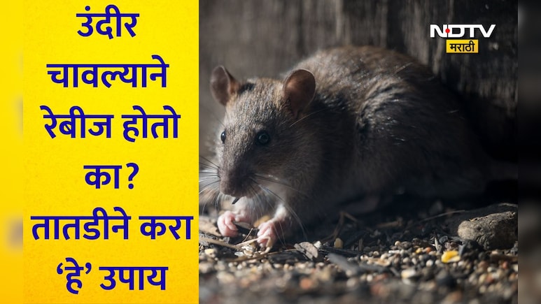 Rat Bite: उंदीर चावल्यावर रेबीज होतो का? कोणते इंजेक्शन घ्यावे? त्वरित करा हे उपाय, अन्यथा होईल मृत्यू