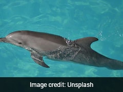 Hotel Faces Backlash For Keeping Dolphins In 'Shallow' Pool Built For Guests