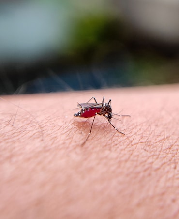 Tips To Stay Safe From Dengue