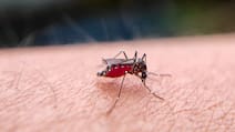 How To Prevent Dengue: Here Is What Health Experts Recommend