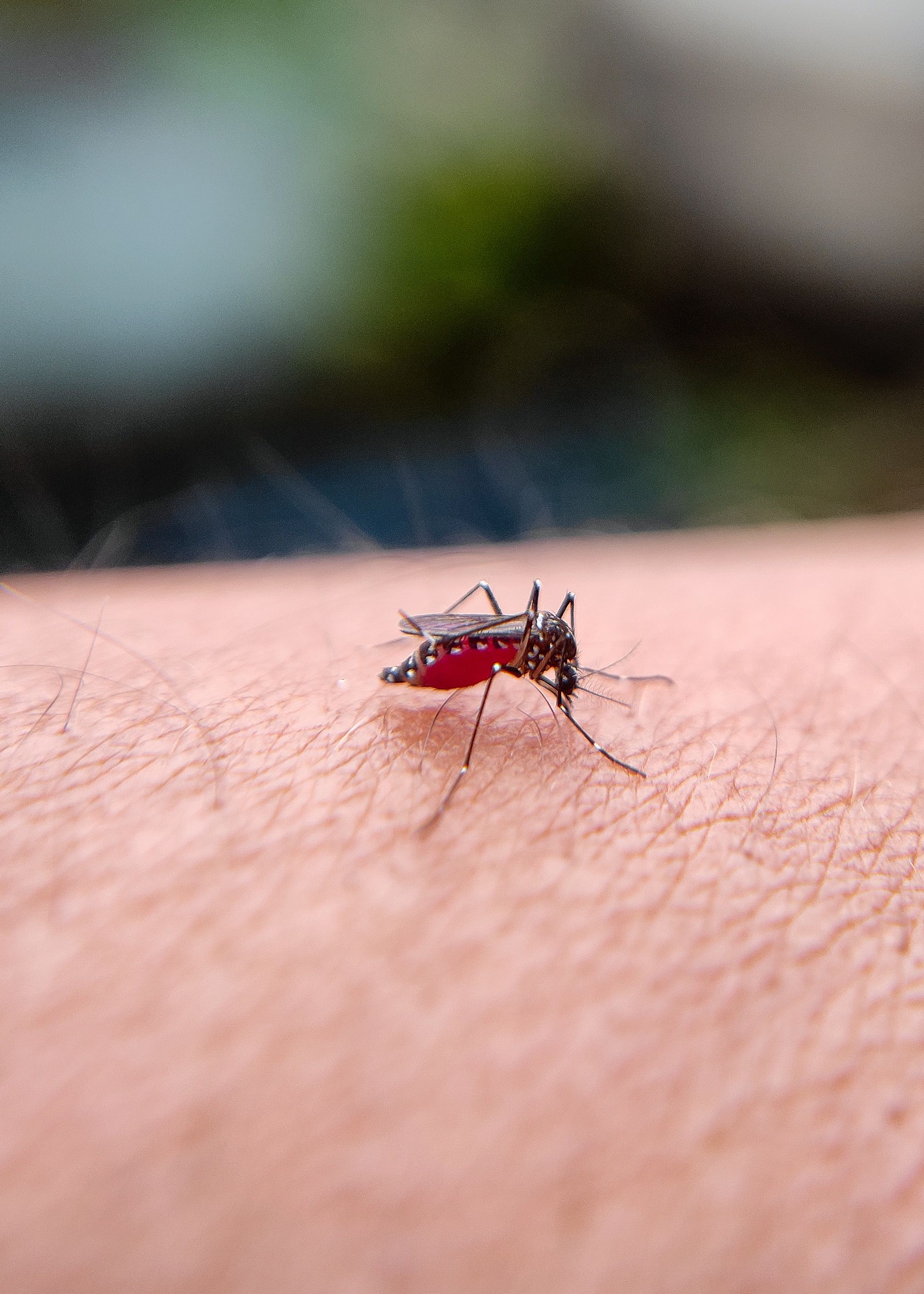 Jharkhand Reports Over 16,700 Malaria Cases In 6 Months; Two Districts Account For 76%
