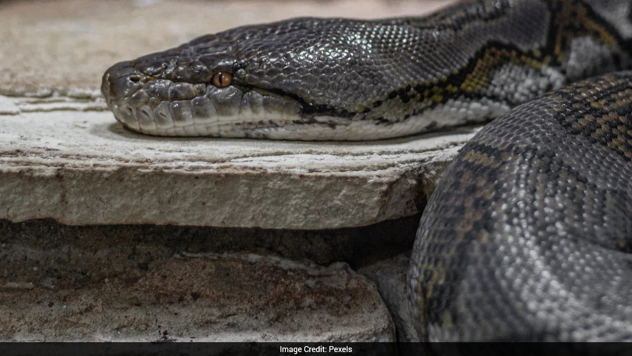 Snake Triggers Overnight Power Outage Affecting Thousands In Virginia