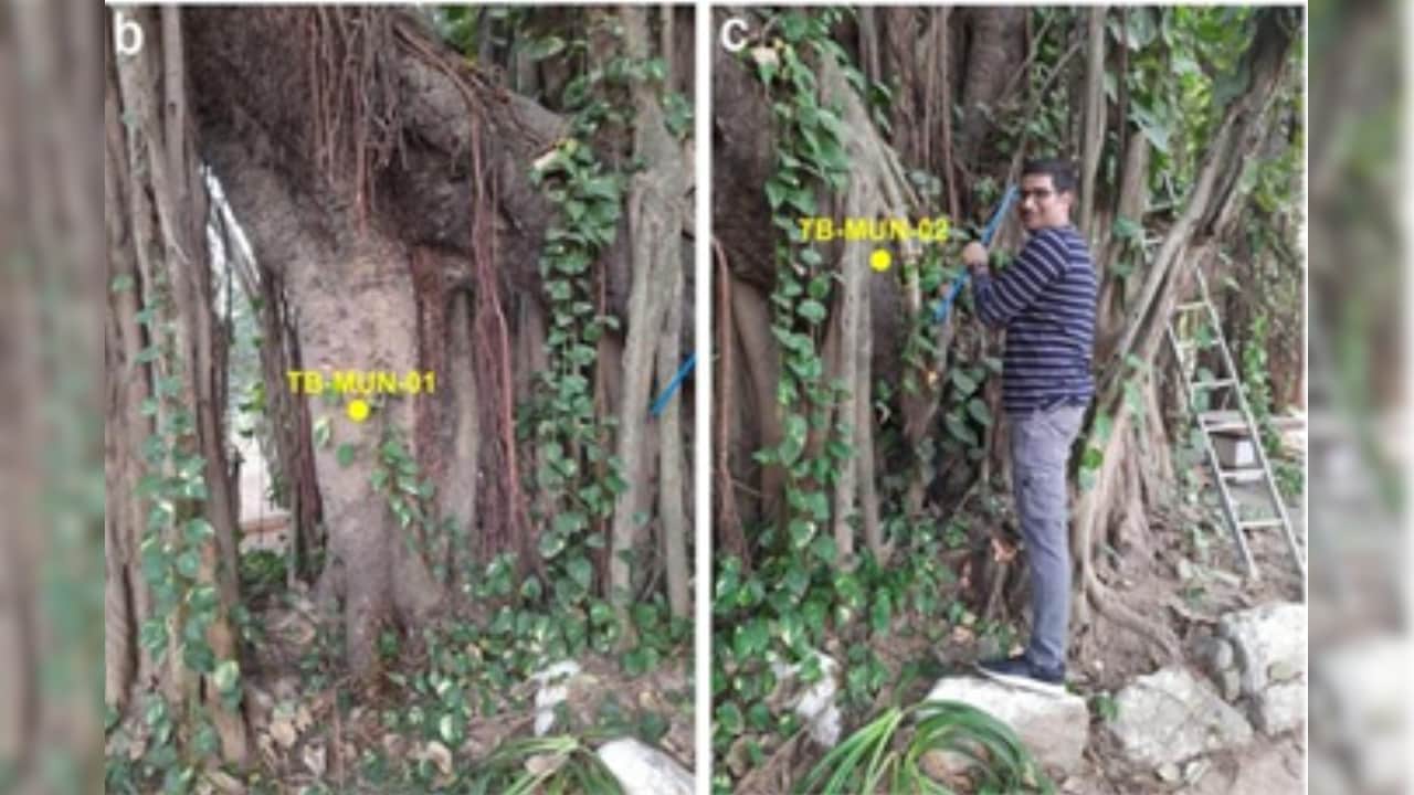 Secondary trunk sampled as TB- MUN-01. Oldest apparent branch sampled as TB-MUN-02.
