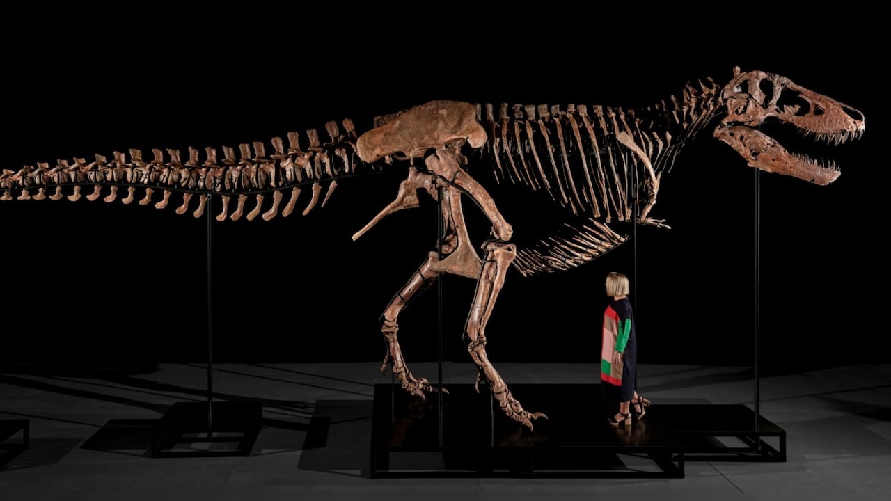"Gus" - A Mounted Tyrannosaurus Rex Skeleton.