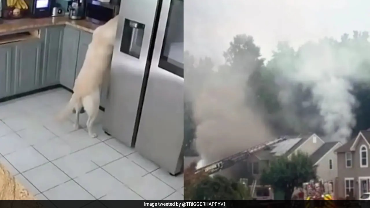 Security Camera Captures Dog Accidentally Sparking House Fire In US That Killed 3 Pets