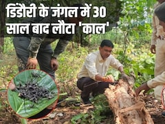 40 करोड़ साल के पेड़ों को खतरा, 'लंबी मूंछों' वाले कीड़े कर रहे खोखला, इन्‍हें पकड़कर ग्रामीणों ने कमाए 20 लाख
