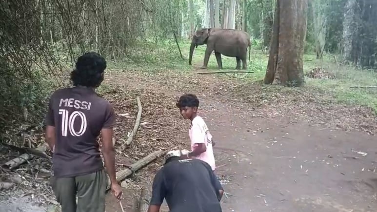 Kerala Villagers Mourn Death Of Lakshmi, A Wild Elephant They Called Family
