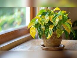 मॉनसून में क्यों पीली पड़ने लगती हैं पौधों की पत्तियां? इंडोर Plants के साथ भूलकर भी न करें ये 4 गलतियां