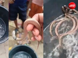 घर में इंसानों संग रह रहे थे दर्जनों खतरनाक सांप, डर से भागा परिवार, दहशत में गांव, देखें VIDEO