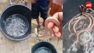 घर में इंसानों संग रह रहे थे दर्जनों खतरनाक सांप, डर से भागा परिवार, दहशत में गांव, देखें VIDEO