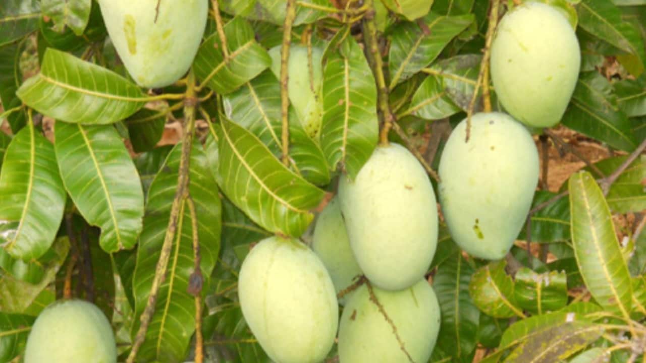 बैगनपल्ली आम बैगनपल्ली आम