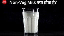 Non-Veg Milk क्&zwj;या होता है, जिसे अमेरिका भारत में बेचना चाहता है, क्&zwj;या ये गाय का दूध है या भैंस का, या कुछ और?