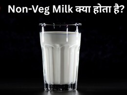 Non-Veg Milk क्&zwj;या होता है, जिसे अमेरिका भारत में बेचना चाहता है, क्&zwj;या ये गाय का दूध है या भैंस का, या कुछ और?