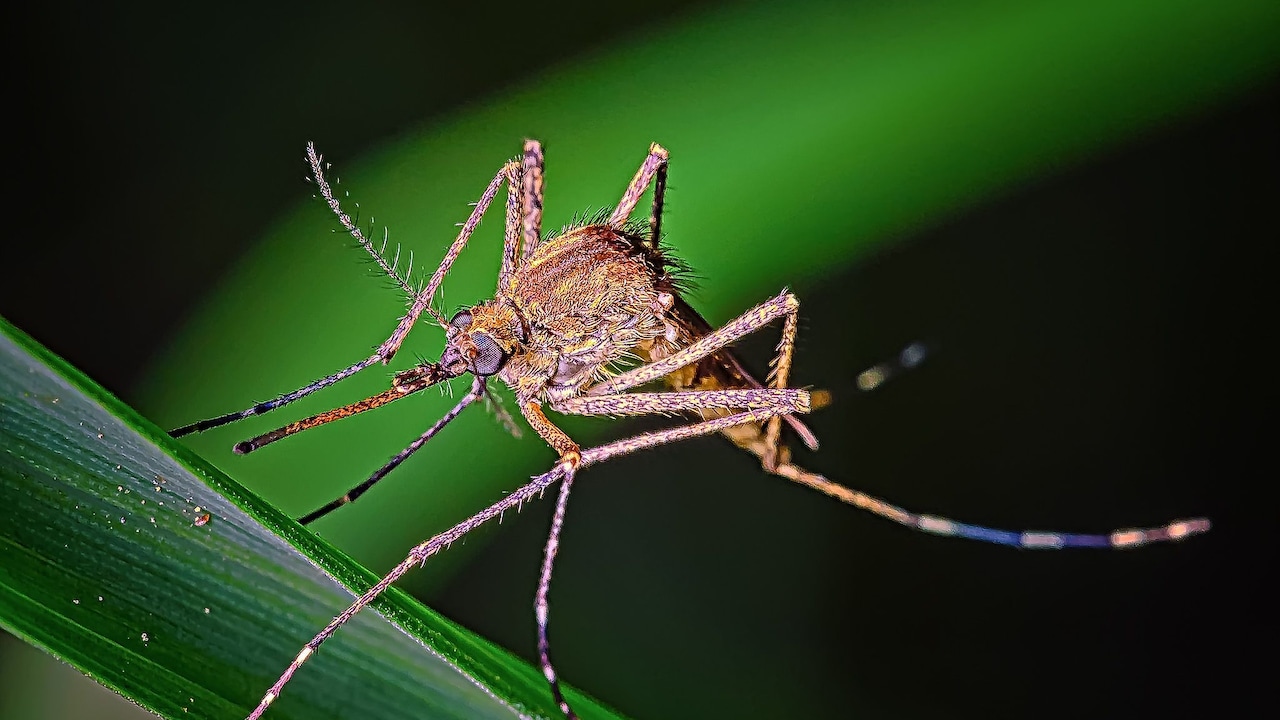 These 600,000 Mosquitoes Won't Bite You, Here's Why They're Being Released In Washington
