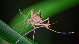 These 600,000 Mosquitoes Won't Bite You, Here's Why They're Being Released In Washington