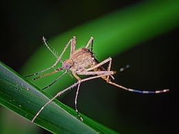 These 600,000 Mosquitoes Won't Bite You, Here's Why They're Being Released In Washington