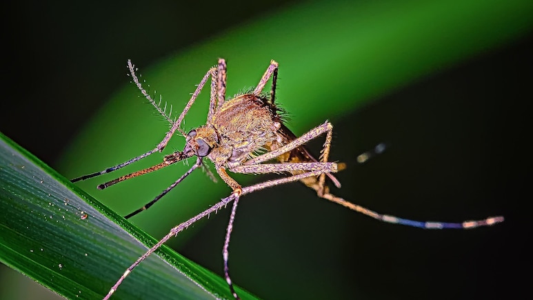 These 600,000 Mosquitoes Won't Bite You, Here's Why They're Being Released In Washington
