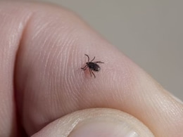 Rare, Untreatable Bourbon Virus In New York: Viral Disease With No Vaccine, No Cure Explained