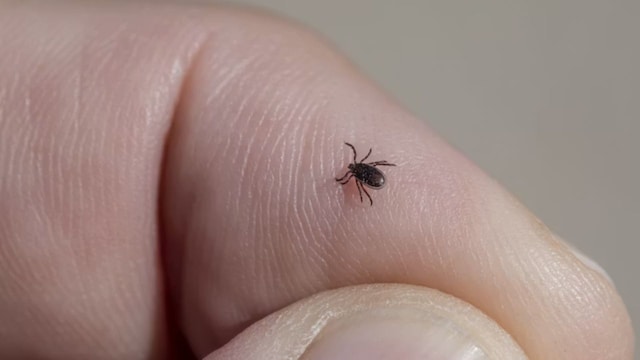 Rare, Untreatable Bourbon Virus In New York: Viral Disease With No Vaccine, No Cure Explained