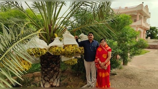 खारे पानी में उगा दिया सेब और खजूर का बाग, रेग&zwj;िस्&zwj;तान में कश्&zwj;मीरी फलों की बंपर पैदावार