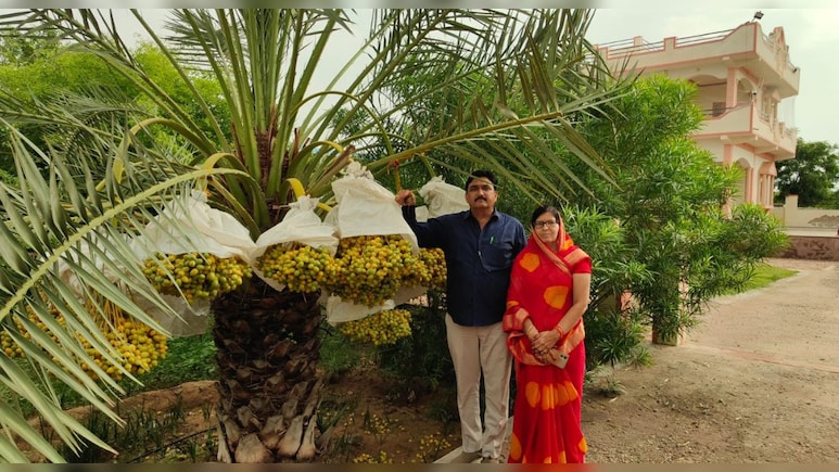 खारे पानी में उगा दिया सेब और खजूर का बाग, रेग&zwj;िस्&zwj;तान में कश्&zwj;मीरी फलों की बंपर पैदावार
