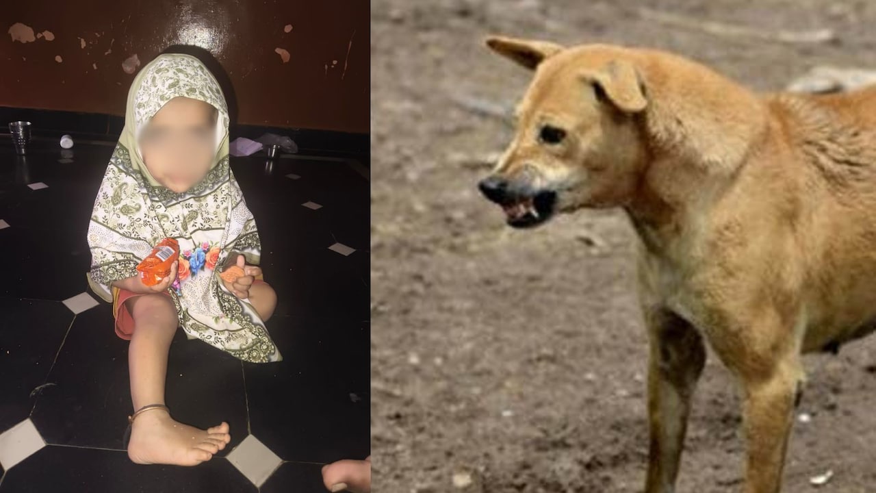 कर्नाटक के रायचूर में अवारा कुत्तों आतंक, डेढ़ साल की मासूम को नोंच-नोंचकर मार डाला