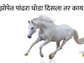 White Horse Swapna Shastra: स्वप्नात पांढरा घोडा दिसणे शुभ की अशुभ?  पंडित कौशल पांडेय यांनी सांगितला खरा अर्थ