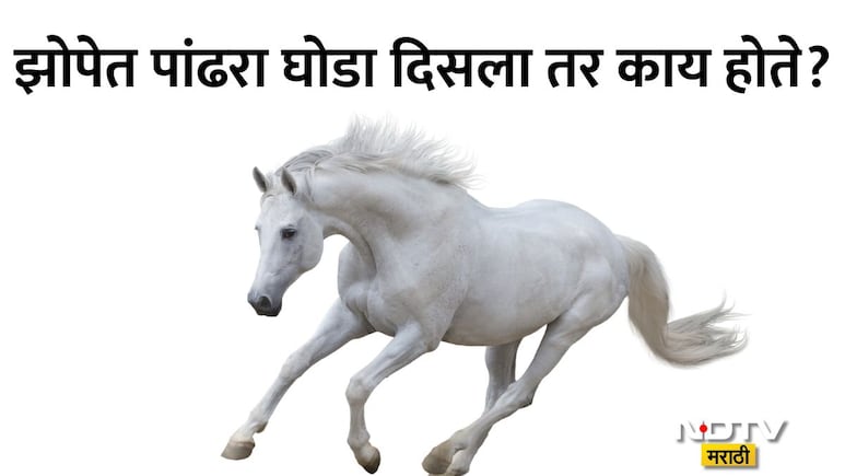 White Horse Swapna Shastra: स्वप्नात पांढरा घोडा दिसणे शुभ की अशुभ?  पंडित कौशल पांडेय यांनी सांगितला खरा अर्थ