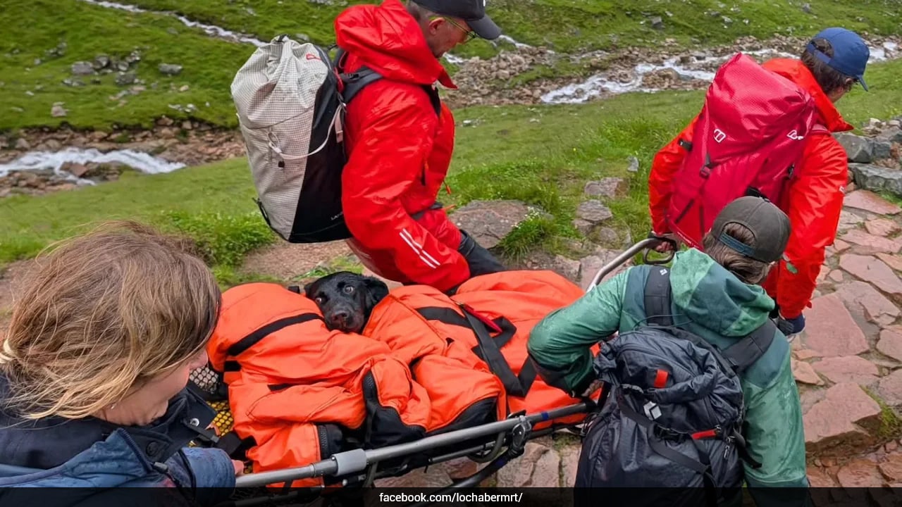 Labrador Tokyo rescued from Ben Nevis after suspected cannabis ingestion