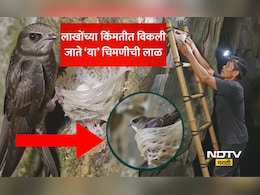 Swiftlet Saliva Nest: सोन्याहून महाग 'या' चिमणीची लाळ! पांढऱ्या सोन्याचा बाजारात धुमाकूळ, कारण जाणून व्हाल थक्क