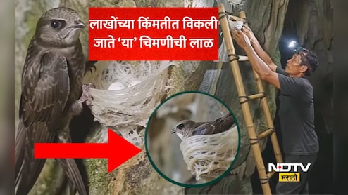 Swiftlet Saliva Nest: सोन्याहून महाग 'या' चिमणीची लाळ! पांढऱ्या सोन्याचा बाजारात धुमाकूळ, कारण जाणून व्हाल थक्क