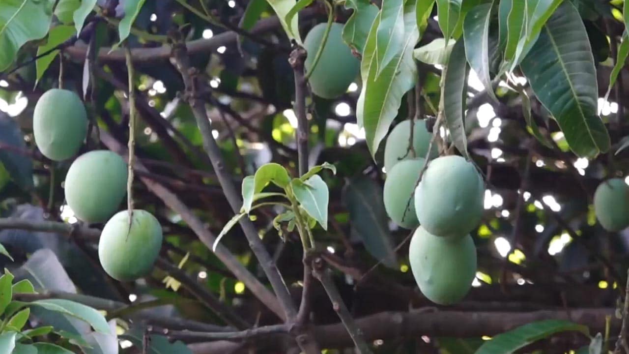One Tree, 42 Mango Varieties: Dehradun's Fruity Wonder
